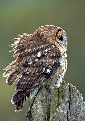 Tawny owl - United Kingdom