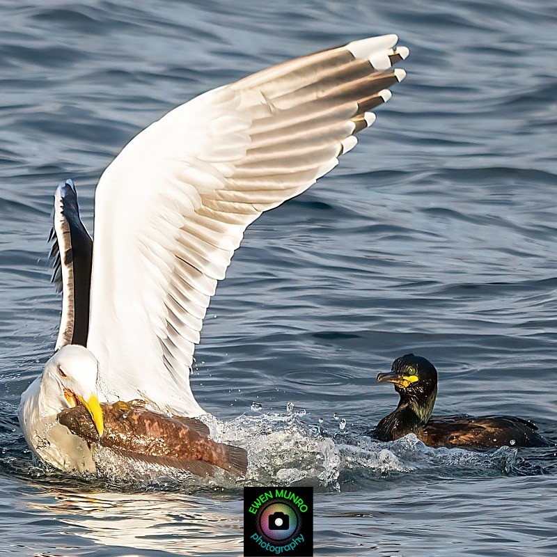 BBW-08-The Gull gets the fish! - Water-based Birds