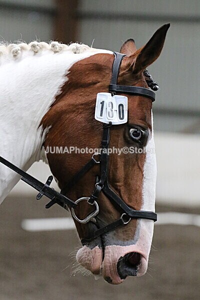 SIAL4523 - CAbin Dressage 5th july 2025