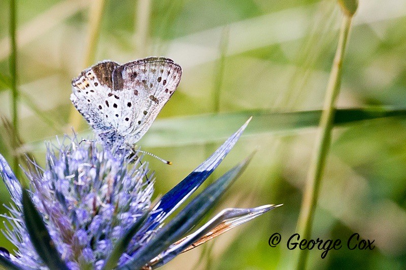 slooty copper pyrenees