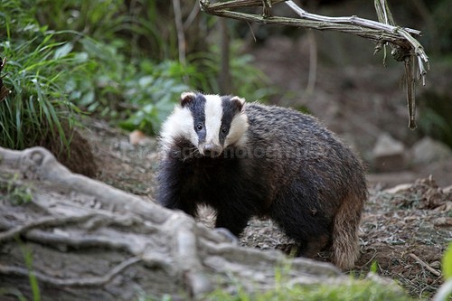  - Wildlife, Mammal Photography, Great Britain