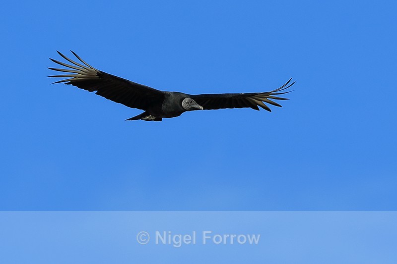 Black Vulture in flight, Chagres River, Panama - American Black Vulture