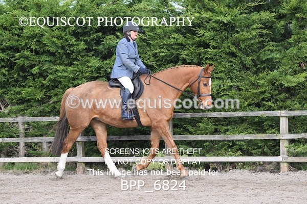 BPP_6824 - RING 1  (RIDDEN HORSES / IN HAND / VETERAN ETC)