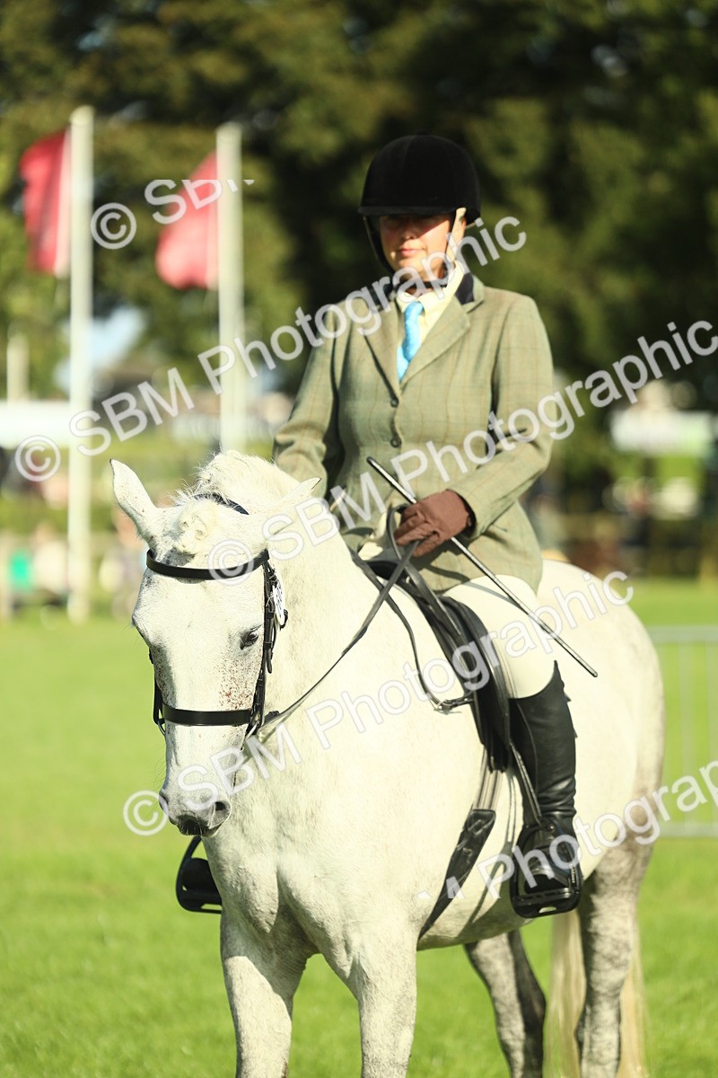 SBM_49881 - S32 - Novice & Newcomers Working Hunter