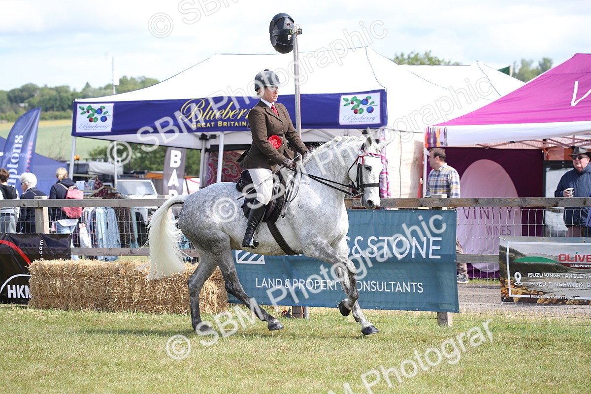 SBM_13325 - Class 95-96 - LIHS BSHA Rising Star Hack Riding Horse