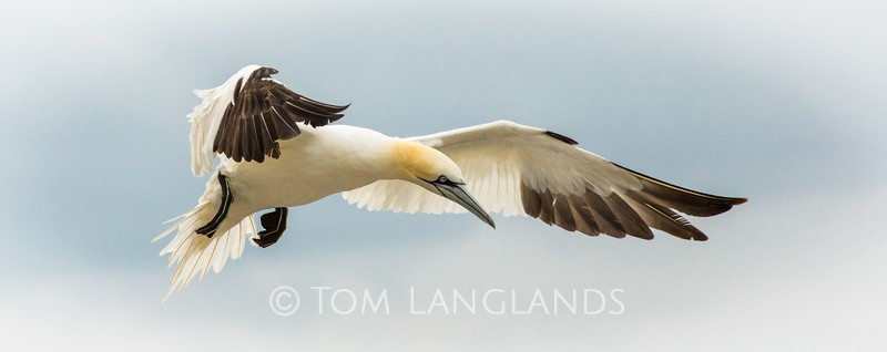 Northern Gannet - Gannets and Puffins