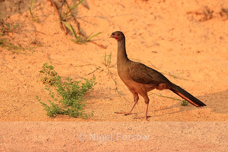 Chaco Chachalaca, Corixa Três Irmãos, Mato Grosso, Brazil - Chaco Chachalaca