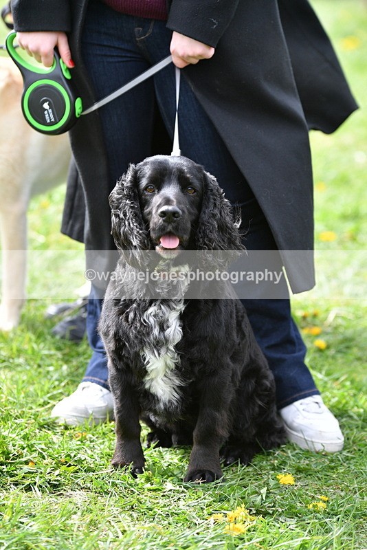 WJ5_9784 - Class 3 Most Handsome Dog