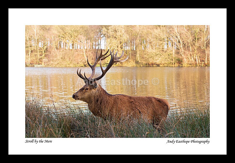 Tatton-2a - Tatton Park, Knutsford, Cheshire