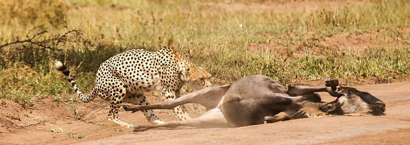  - Cheetah
