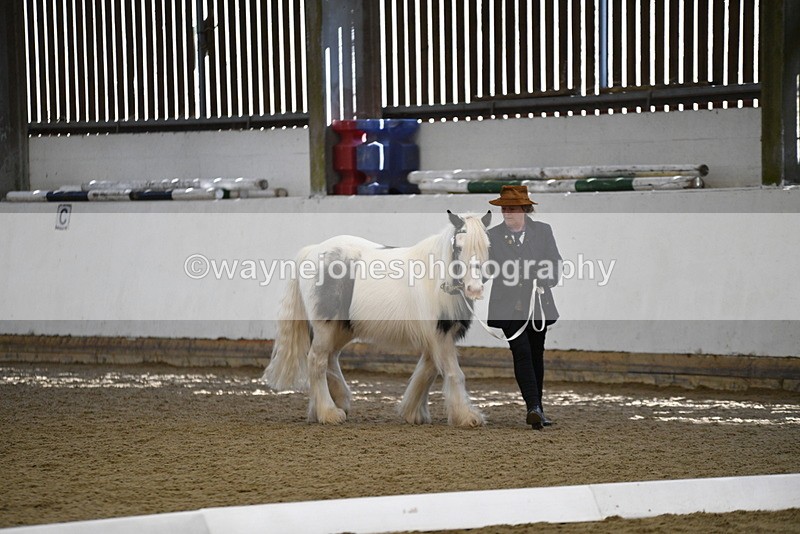 WJ5_5445 - Class 8 In hand cob