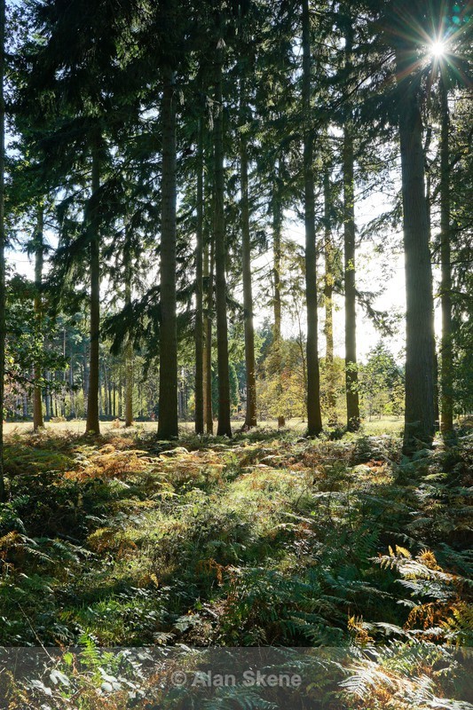DSC09143 - Autumn