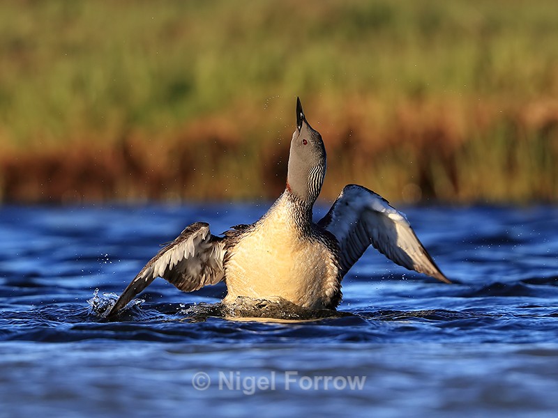 Red-throated Diver shakes head, Floi, Iceland - Red-throated Diver