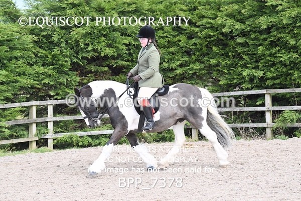 BPP_7378 - RING 1  (RIDDEN HORSES / IN HAND / VETERAN ETC)