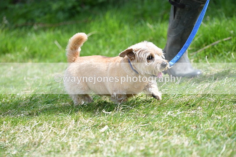 WJ5_0350 - Class 7 Best Terrier