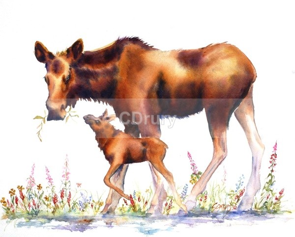 WCW09131 Mama Moose#2 - Watercolor Wildlife