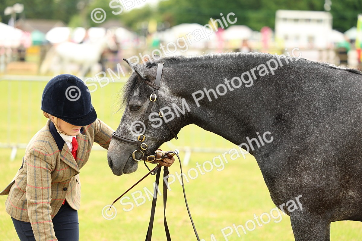 SBM_04066 - Class 64-67 - Shetland Pony In Hand