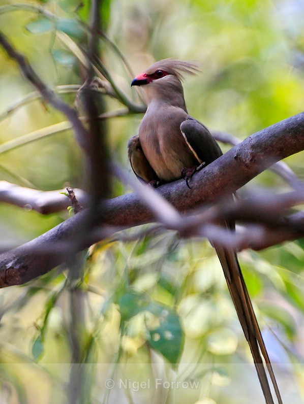 Blue-naped Mousebird perched in a tree - Blue-naped Mousebird