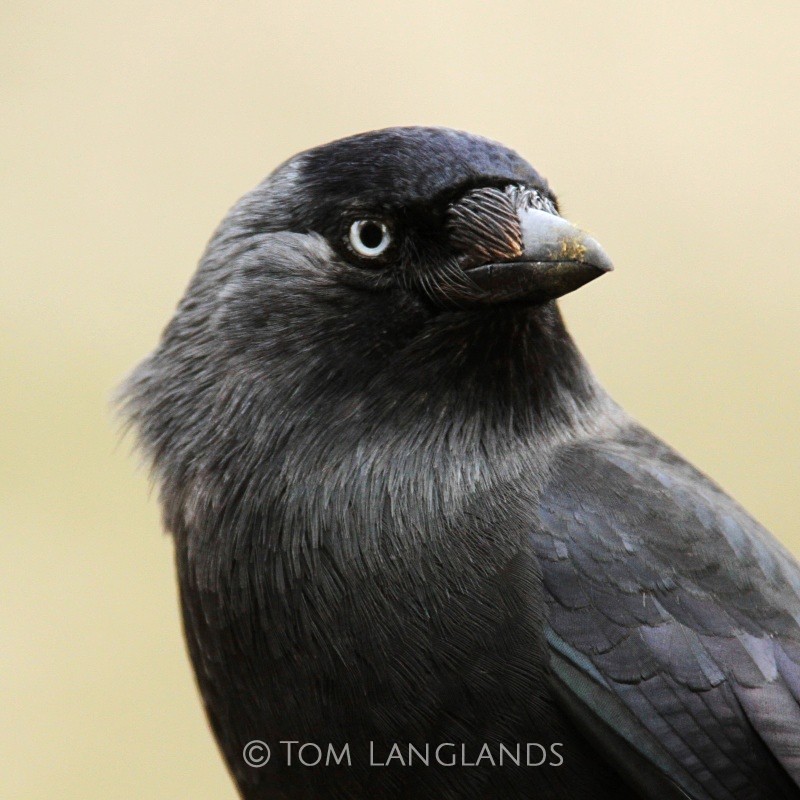 Jackdaw - All Other Birds