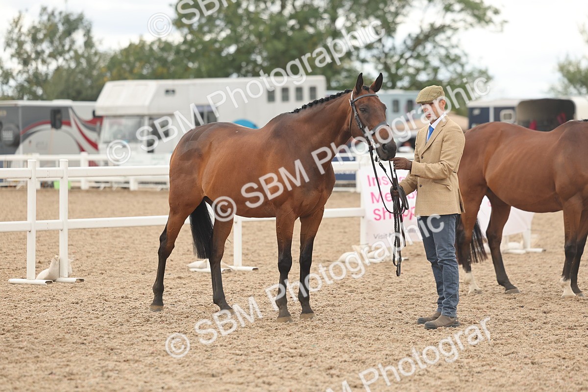 SBM_17126 - Class 313 - IH Retired Racehorse