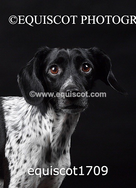 equiscot1709 - TAM
