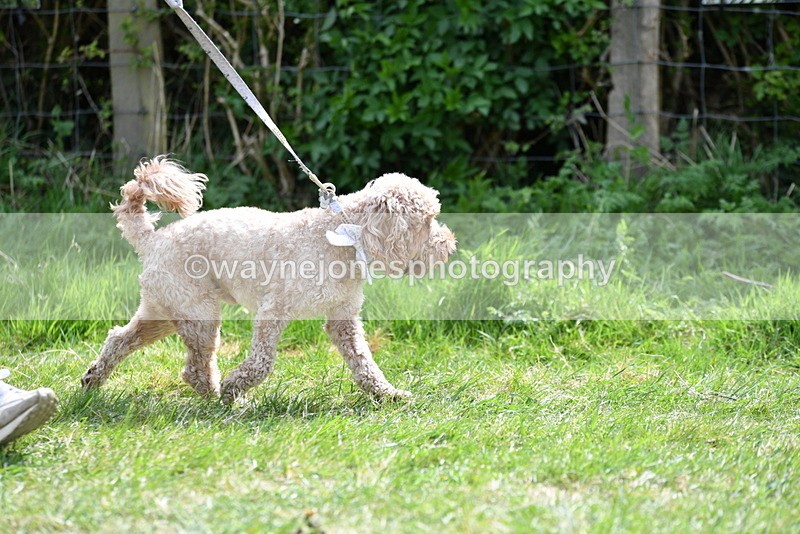 WJ5_9675 - Class 3 Most Handsome Dog