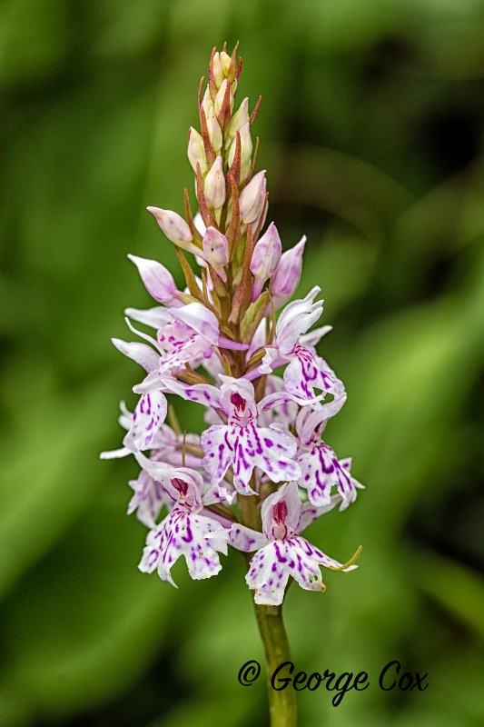 Common Spotted Orchid - Orchids