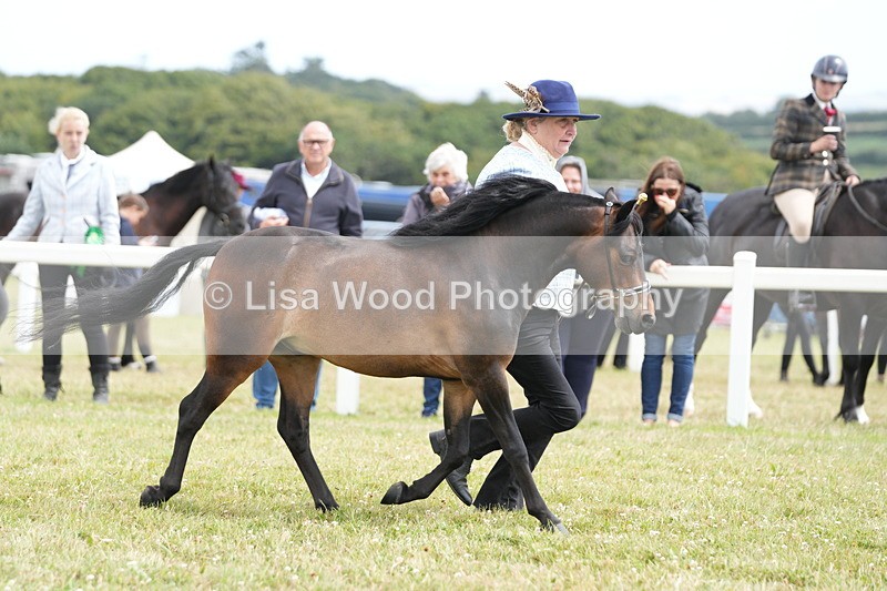 DSC06647 - Miniature Horse Championship