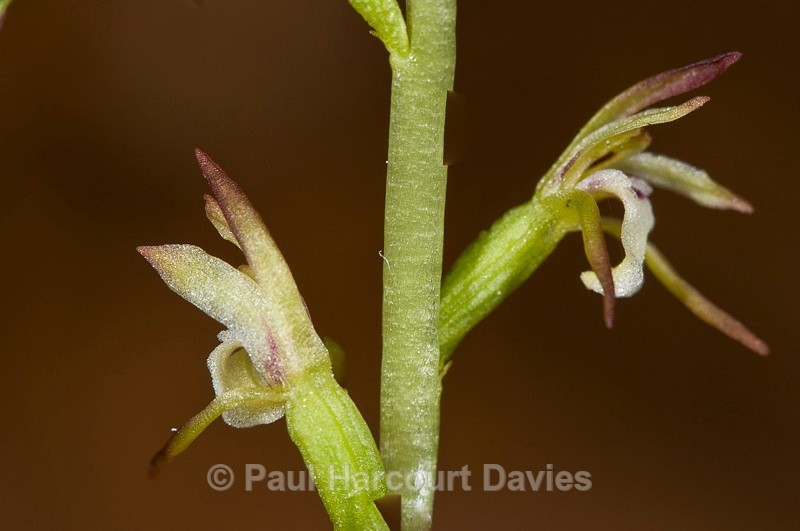  - Orchids - Various