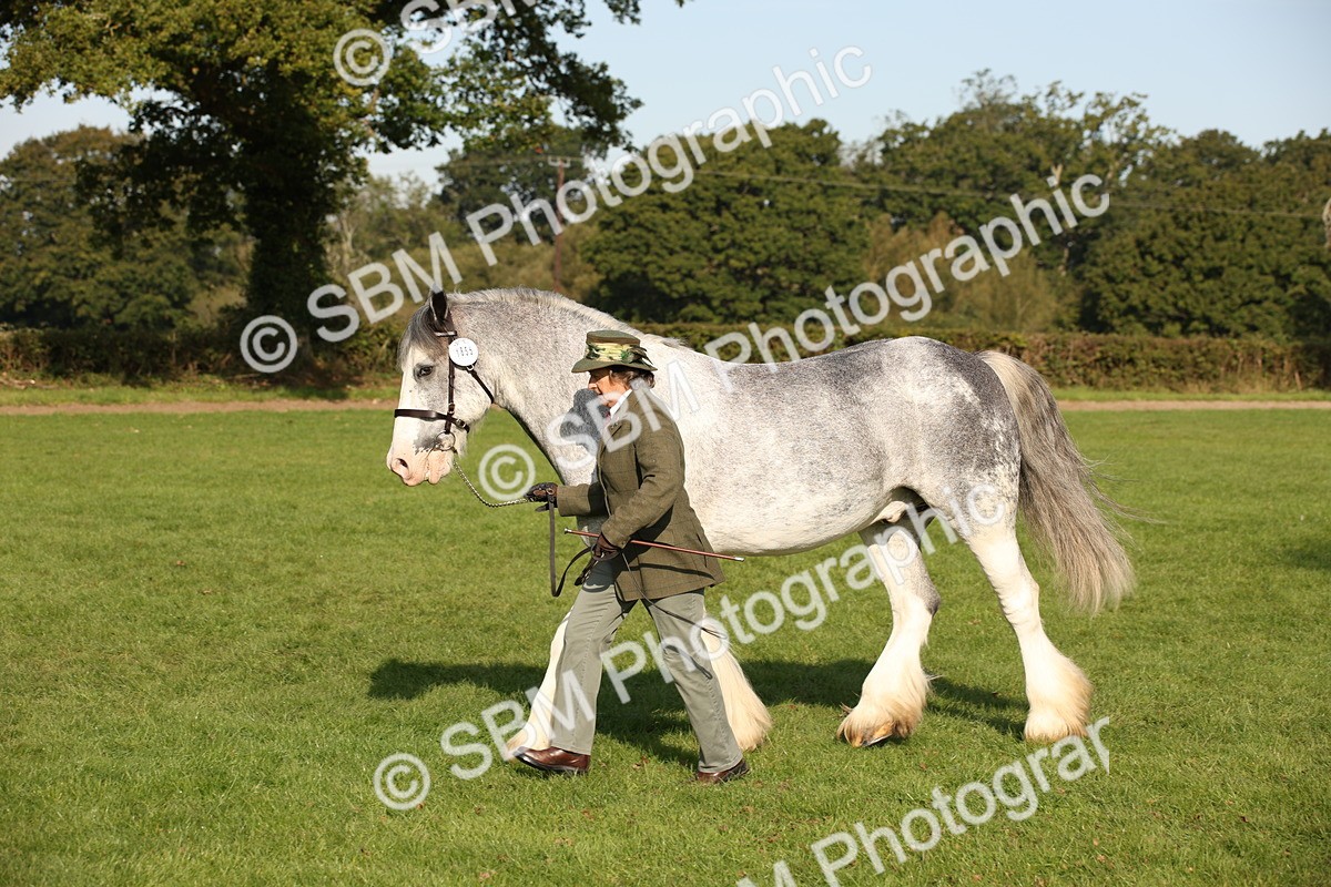 SBM_59376 - S52 - Other Coloured Horse In Hand