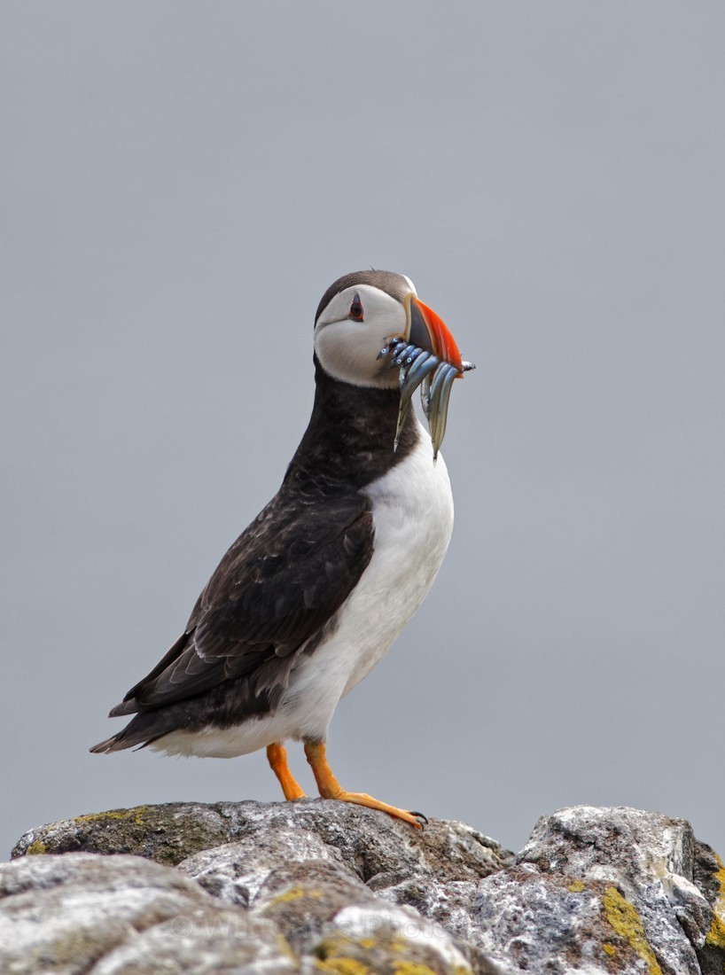 Fife_Puffin 0009 - Isle of May and Fife