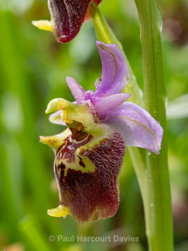 Apennine Late Spider orchid (Ophrys dinarica also Ophrys fuciflora ssp dinarica). - Wild Orchids - 2