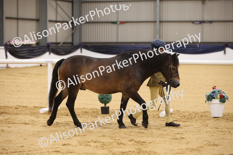 20260913-1088 - Class 110 - Bred In Other In Hand