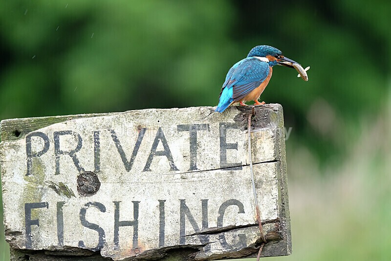  - Wildlife and Nature