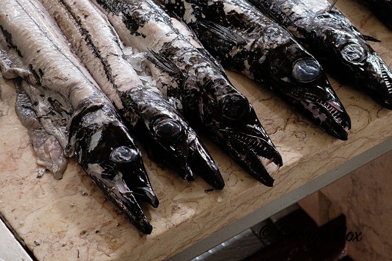 Black Scabbard Fish