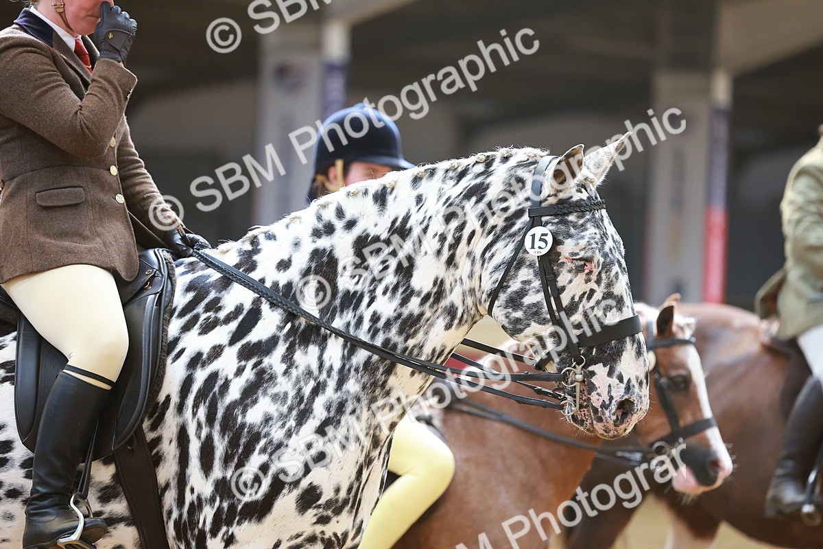 SBM_12633 - Class 103 - HOYS Veteran Qualifier - Ridden Pre Vet