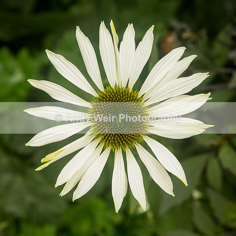 20131002-3K8A6764 - Plants & Flowers