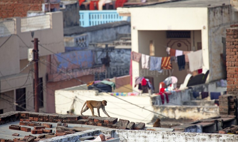  - Indian - People, Culture, Wildlife & landscape