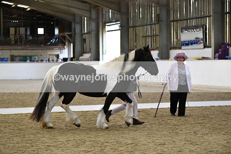 WJ5_4999 - Class 7 In hand coloured / odd coloured