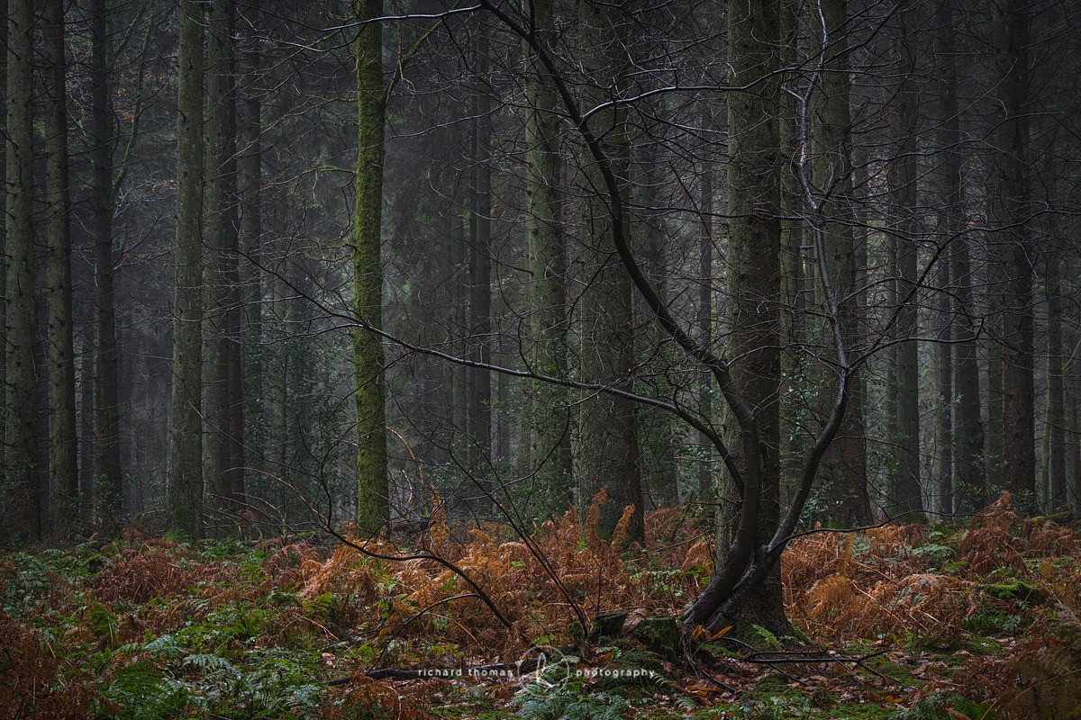 Wet writhe - Woodland