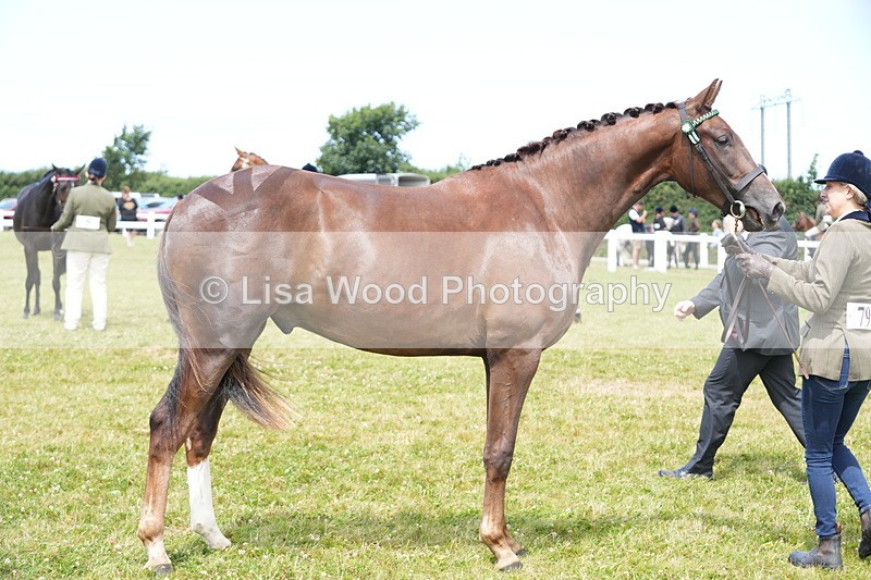 DSC06221 - Class 54: Hunter/Riding Horse/Hack 1 & 2 yr olds