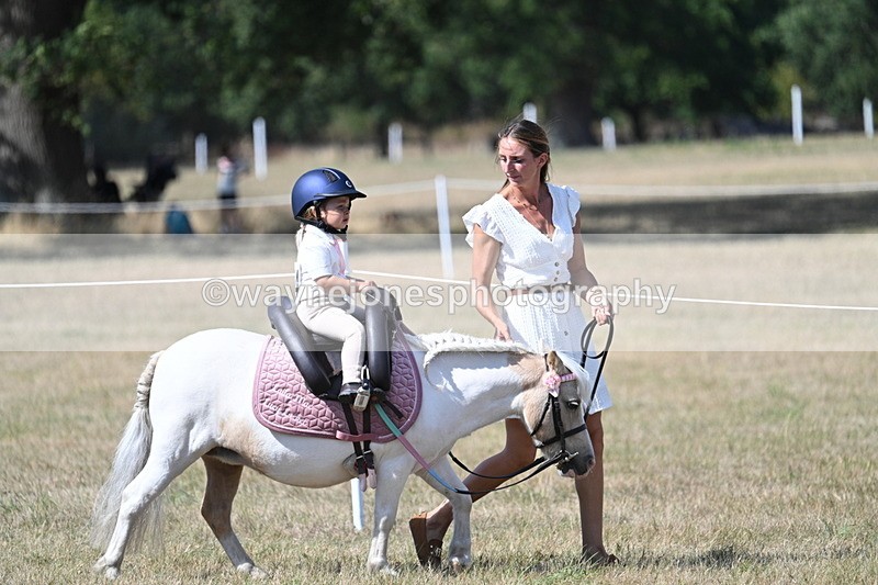 WJ7_1224 - Class 41 Prettiest Mare