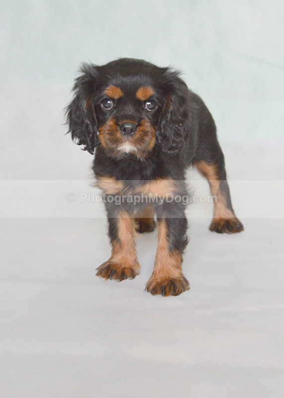  - Cavalier King Charles Spaniels