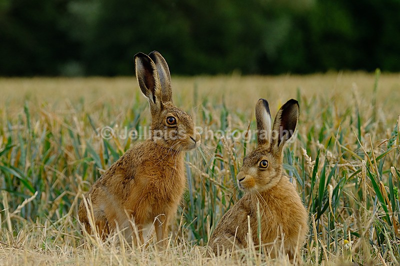  - Wildlife and Nature