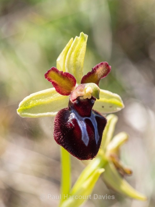 Gargano Ophrys (Ophrys sphegodes ssp. passionis.. also O. garganica, O. passionis) - Gargano - Wild Orchids