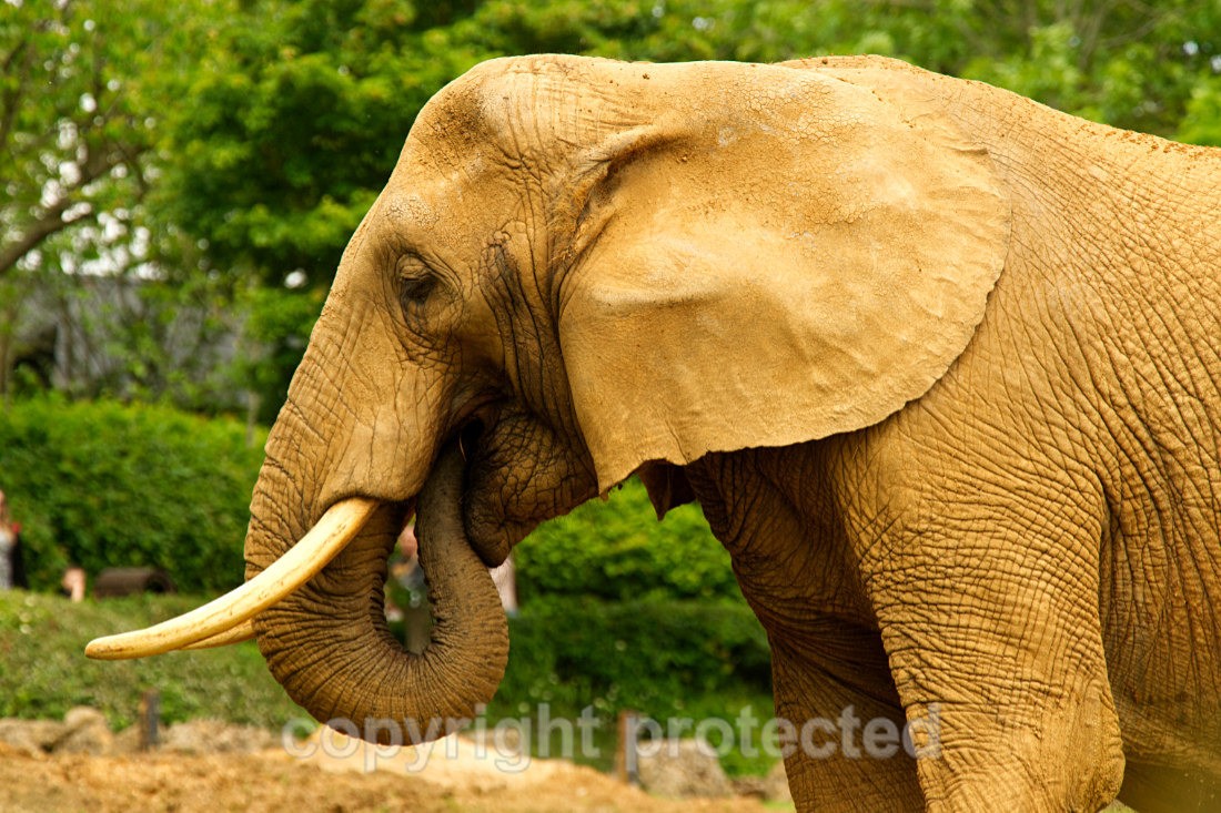 Opal - Wildlife Vets International