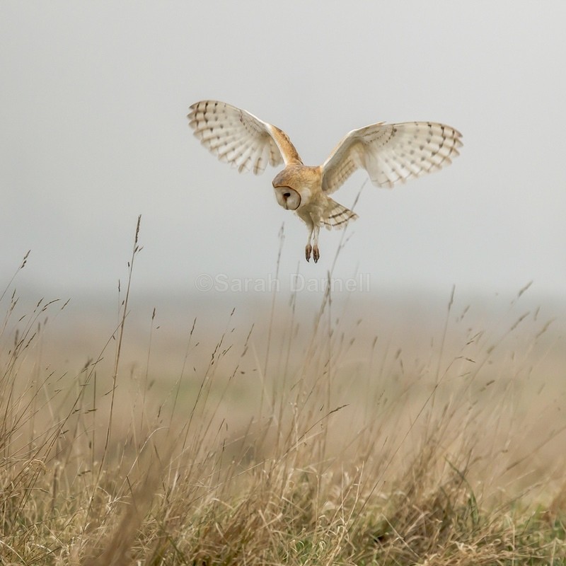 Foggy Morning Barn Owl SD2515 - Greeting Cards