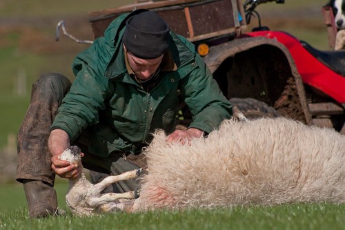 9 - The Lambing