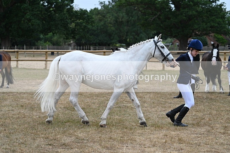WJ7_9597 - Class 5 Most Handsome Gelding (up to 14.2hh)