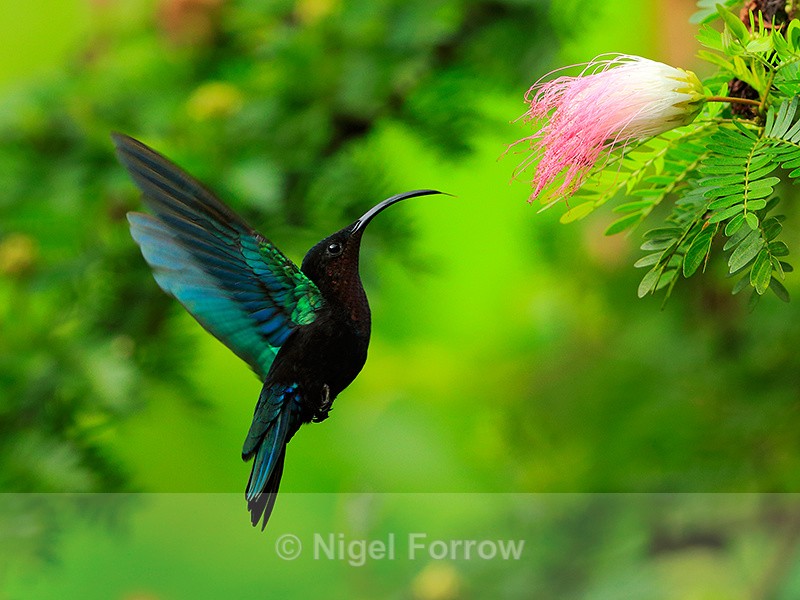 Purple-throated Carib hovering in front of a flower, St. Lucia - Purple-throated Carib